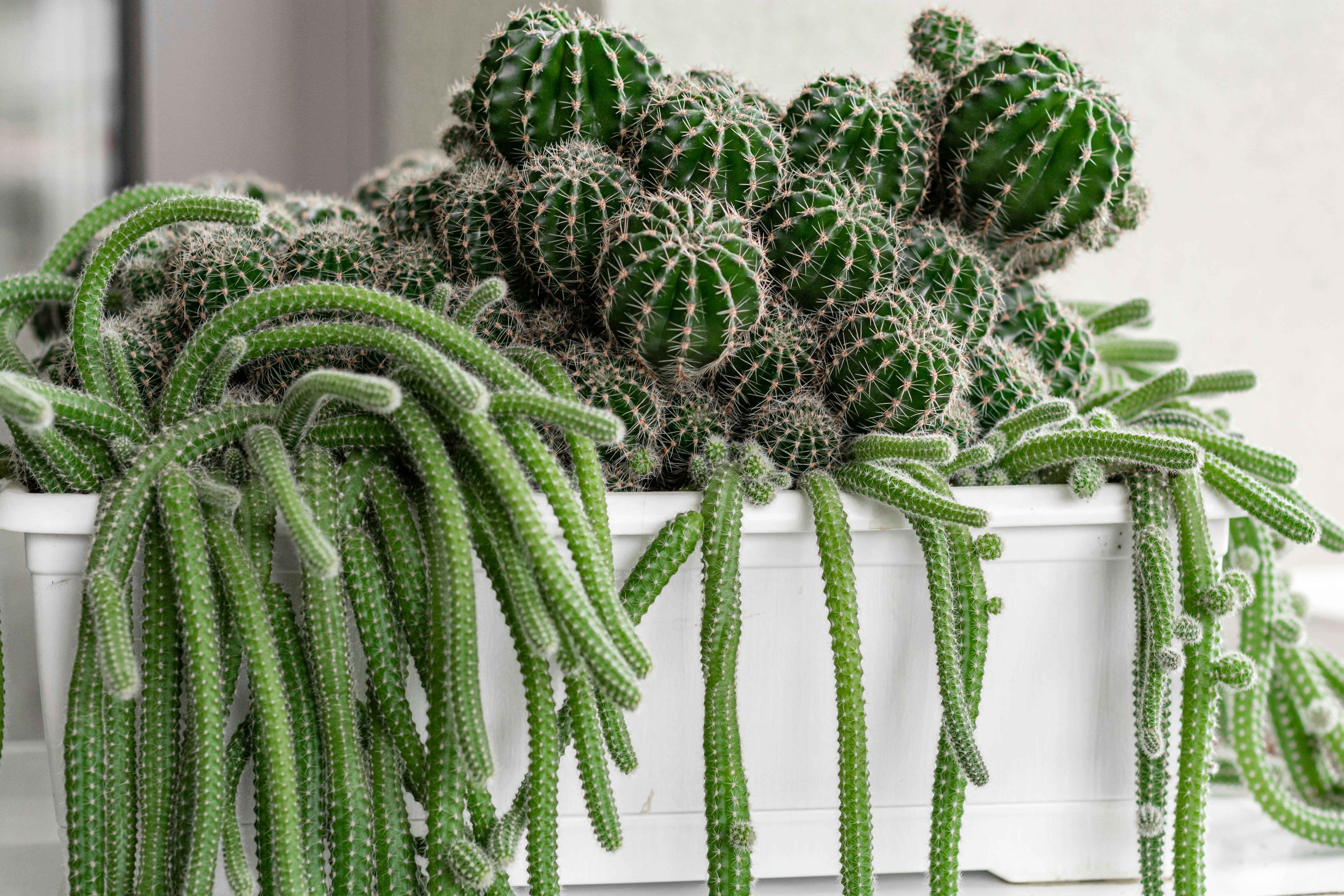 Best Cactus Terrarium Plants
