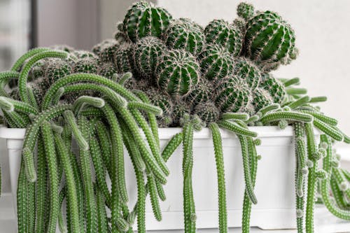 Various Cactus Plants in a Pot