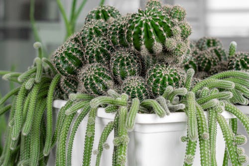 Immagine gratuita di avvicinamento, cactus, impianto