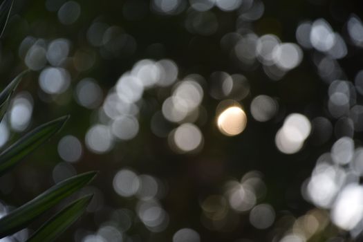 A captivating bokeh effect in nature showcasing blurred foliage and light.