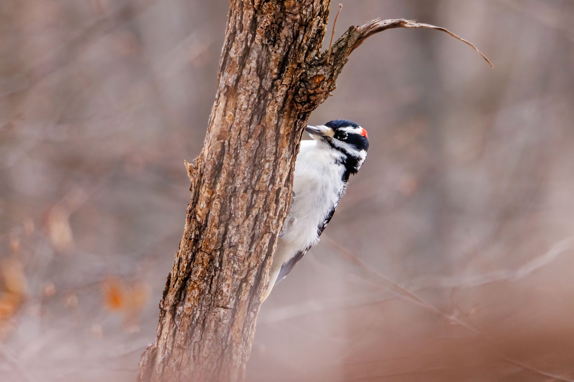 Downy woodpecker perched on a tree trunk, showcasing its vibrant feathers in a natural outdoor setting.