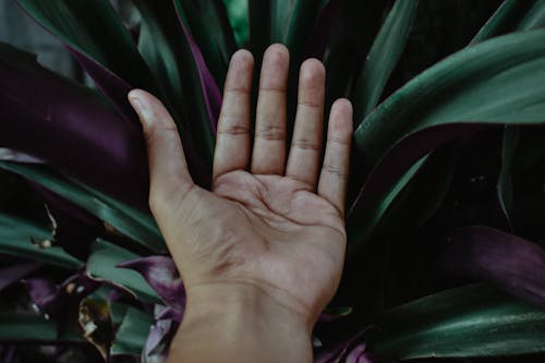 Free Closeup Photo of Left Human Palm Stock Photo