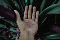 一只手伸向充满活力的绿紫叶片，捕捉到大自然的美丽