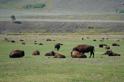 Gratis lagerfoto af almindelig bison, bane, besætning