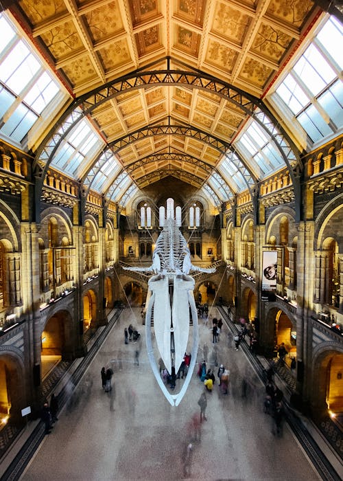 Natural History Museum in London