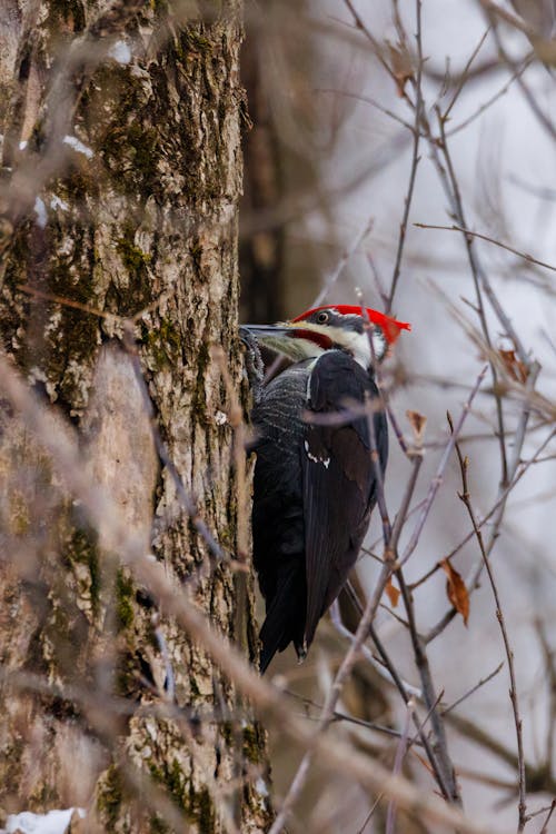 Black and Red Bird on Brown Tree Branch