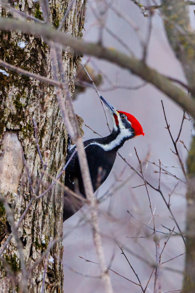 A Woodpecker On The Tree