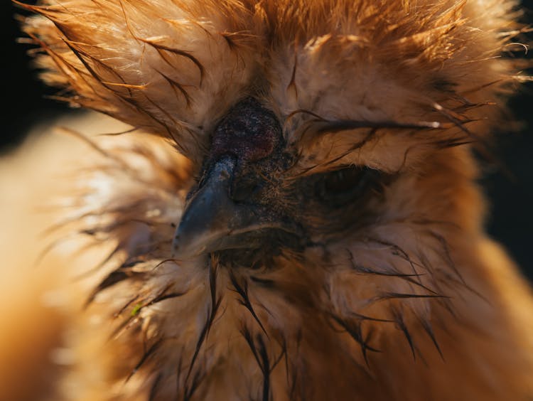 Young Eagle Bird 