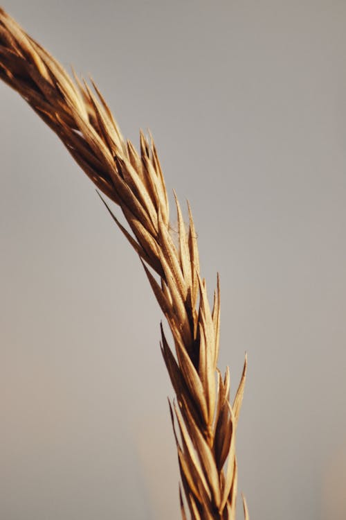 Free Brown Wheat in Close-up Photography Stock Photo