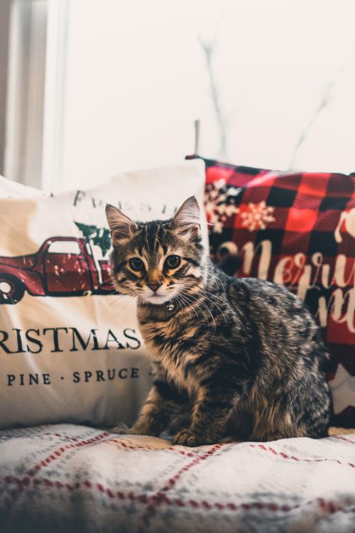 Free Cute tabby kitten sitting among cozy Christmas pillows indoors. Stock Photo