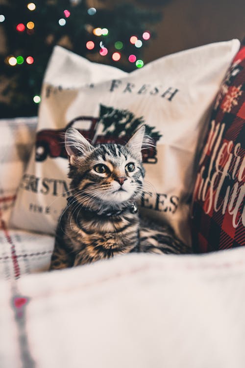 A Tabby Cat on a Couch with Throw Pillows