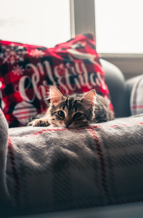 Free Cute kitten relaxing on a sofa with a Christmas pillow indoors. Perfect holiday vibes. Stock Photo