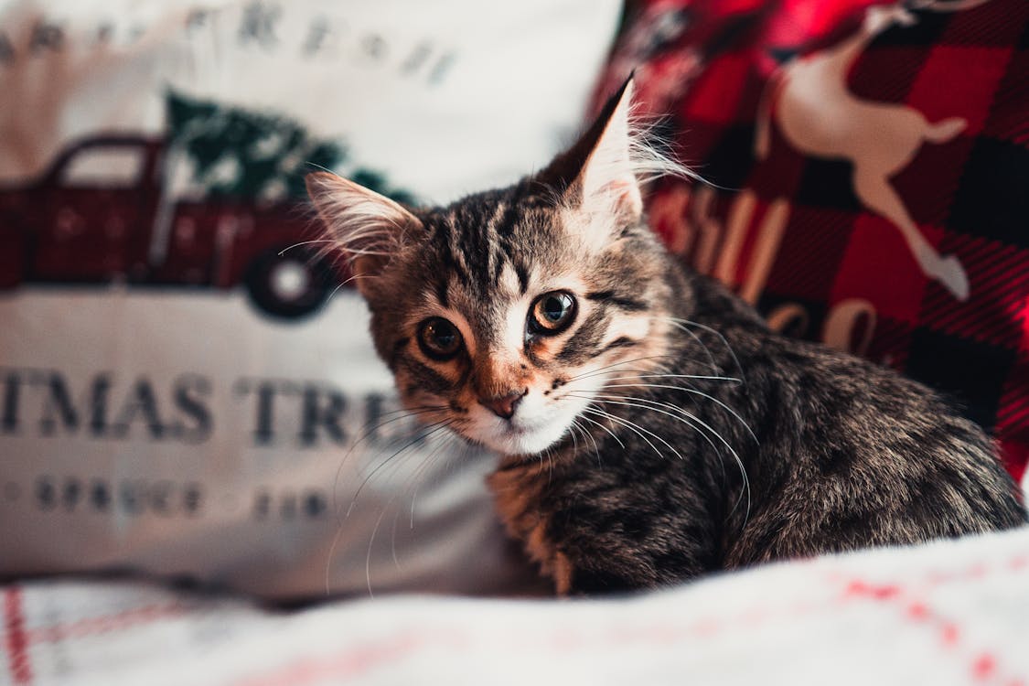 Close-up Photo of a Kitten