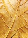 A Brown Leaf with Veins