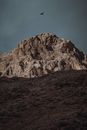 Free stock photo of bird, daylight, desert