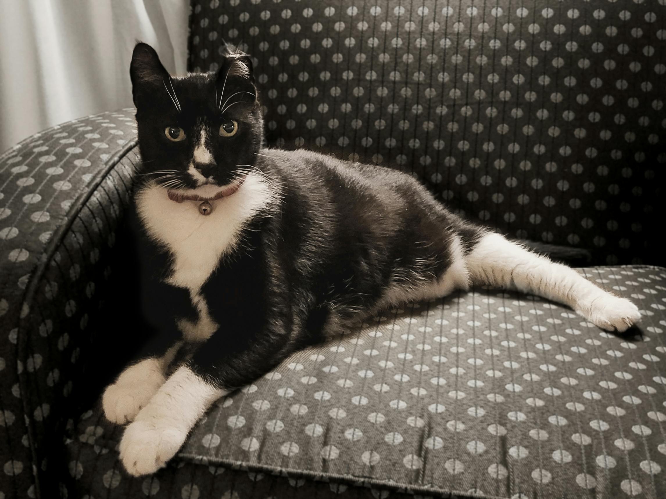 Photo Gratuite De Chat Chat Noir Chat Noir Et Blanc