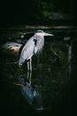 Great Blue Heron Bird on Water