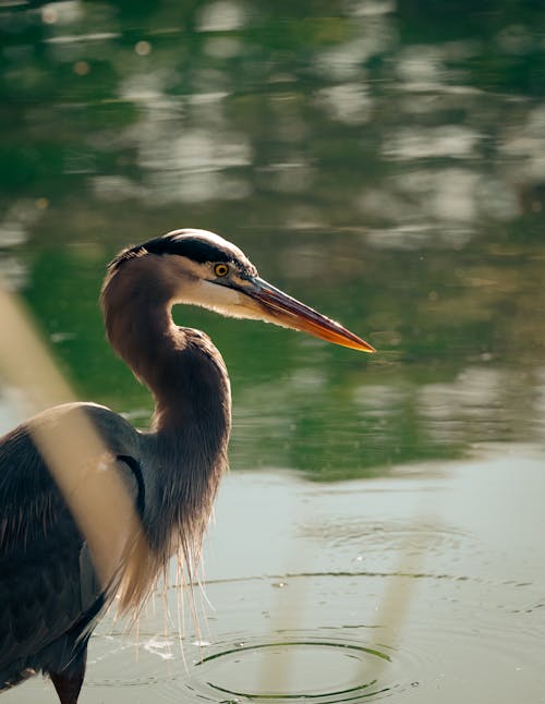 Heron on a Body of Water