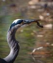 Grey and White Bird on Water