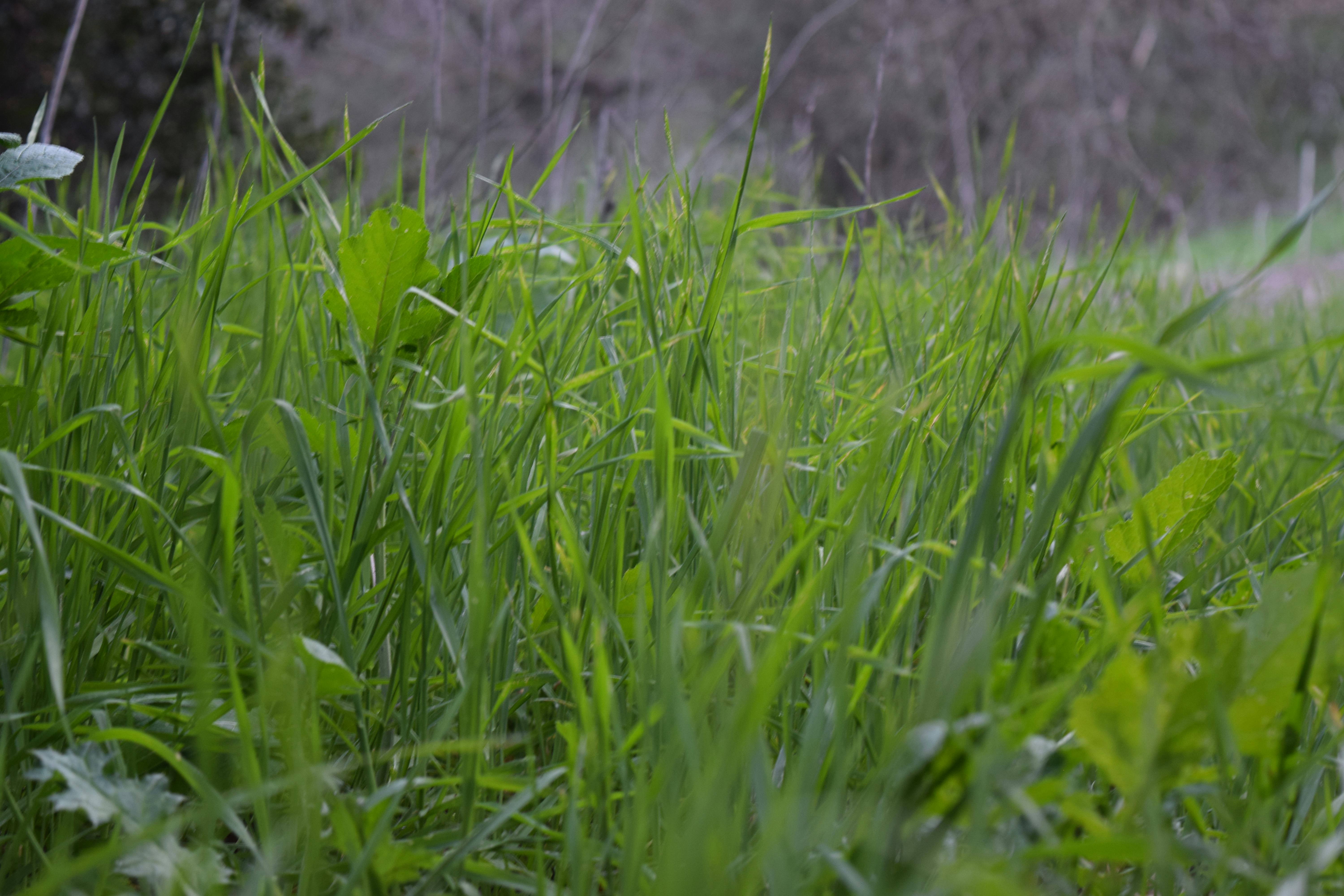 Free stock photo of blade of grass, grass, grass field
