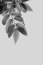 Plant Leaves in Black and White Photography