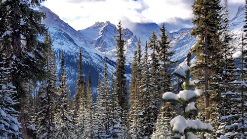 겨울, 겨울 풍경, 경치가 좋은의 무료 스톡 사진