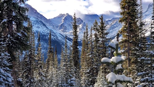 Evergreen Trees in the Snowy Mountain