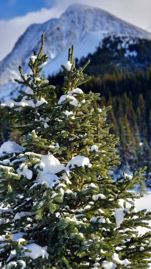 Green Pine Tree Covered With Snow