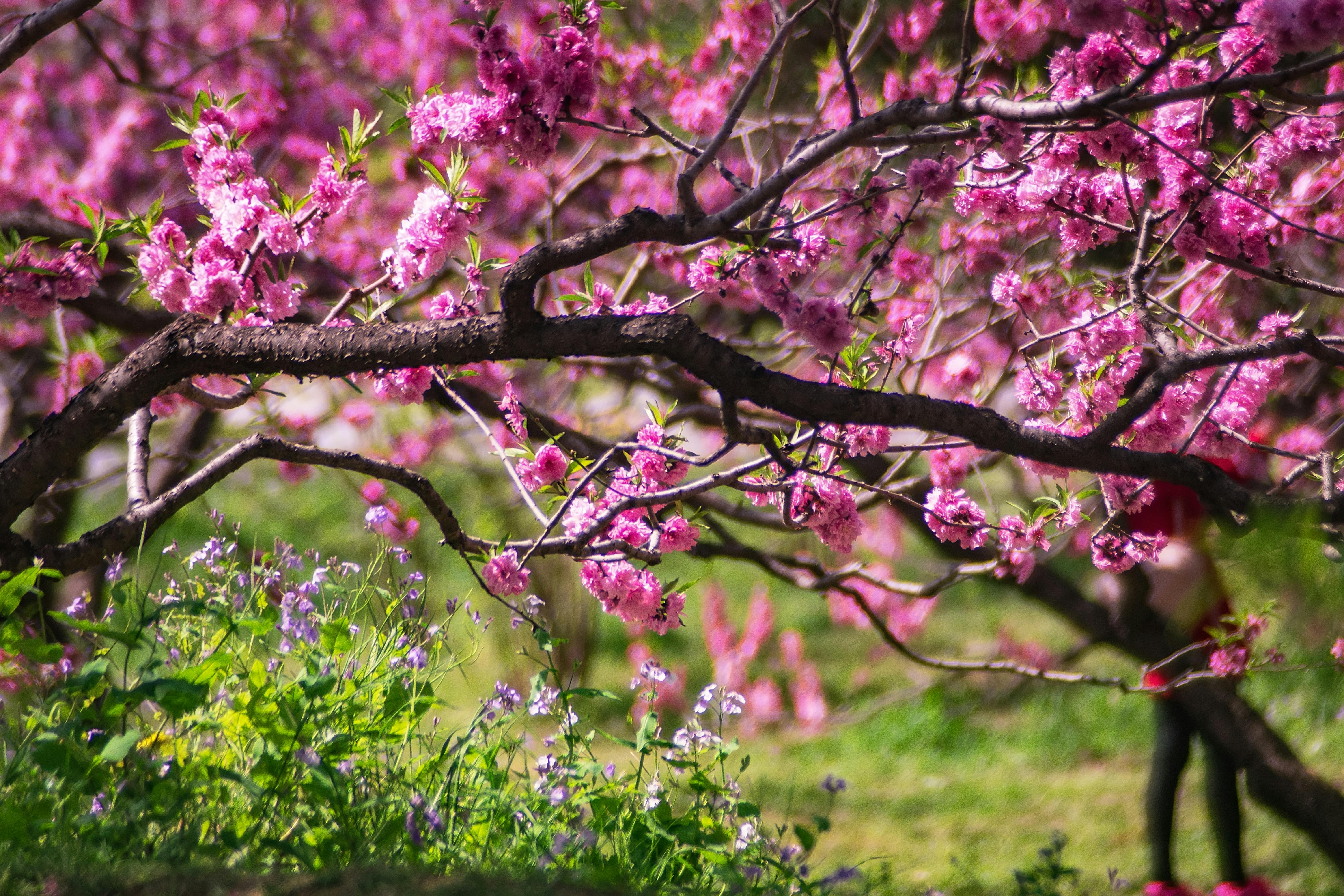 closeup photo of pink petaled flower tree