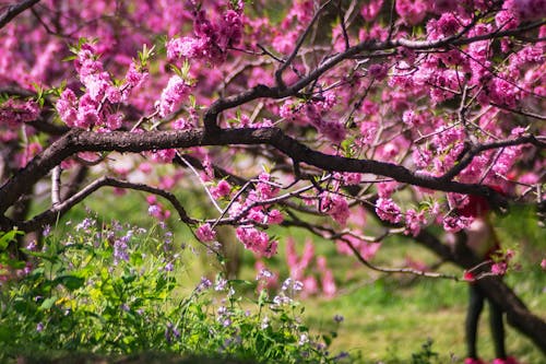 Zbliżenie Zdjęcie Różowego Płatkowego Drzewa Kwiatowego