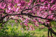 春天，北京公园里盛开的樱花充满活力，展示着大自然的美丽