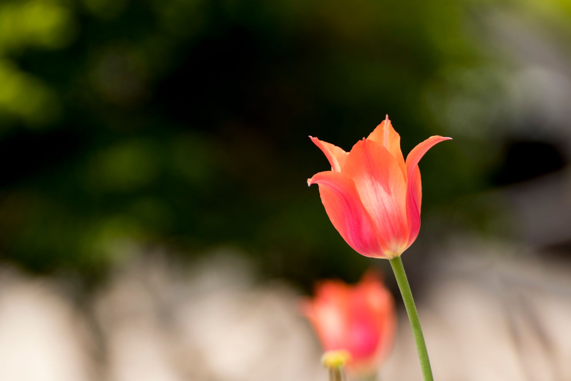 Close-up of a red tulip flower blooming outdoors in a garden setting during summer.