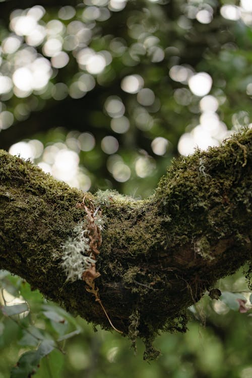 Gratis lagerfoto af bokeh, gren, grøn