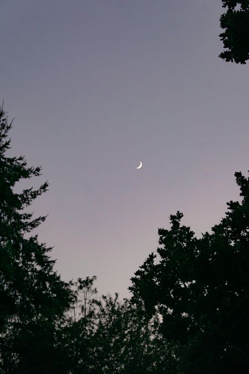 Free A crescent moon silhouetted by trees against a peaceful dusk sky, creating a serene natural scene. Stock Photo