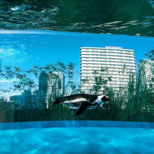 Photo of a Penguin Swimming Underwater