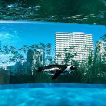 LIVING IN NATURES AQUARIUM