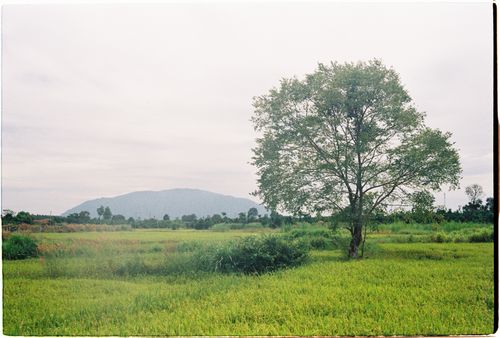 Free Peaceful countryside scene featuring a solitary tree in a grassy field with a mountain backdrop. Stock Photo