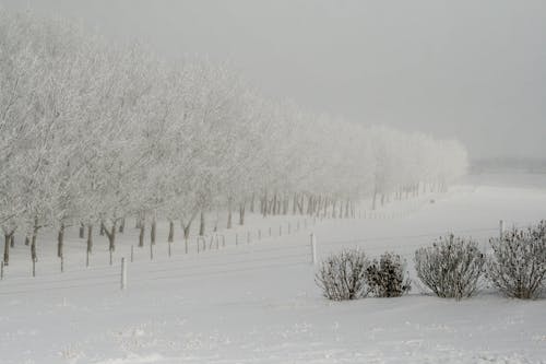 Ücretsiz ağaçlar, beyaz, çit içeren Ücretsiz stok fotoğraf Stok Fotoğraflar