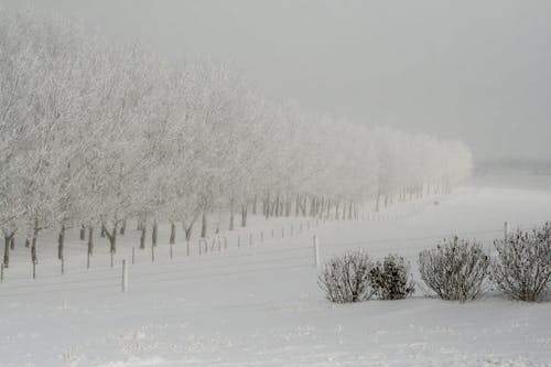 Photos gratuites de arbres, barrière, blanc