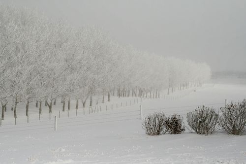 Free A tranquil winter scene featuring snow-covered trees and a fence stretching into the foggy distance. Stock Photo