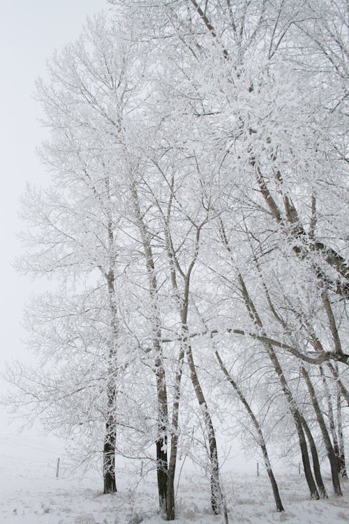 Free A Low Angle Shot of a Snow Covered Leafless Trees Stock Photo