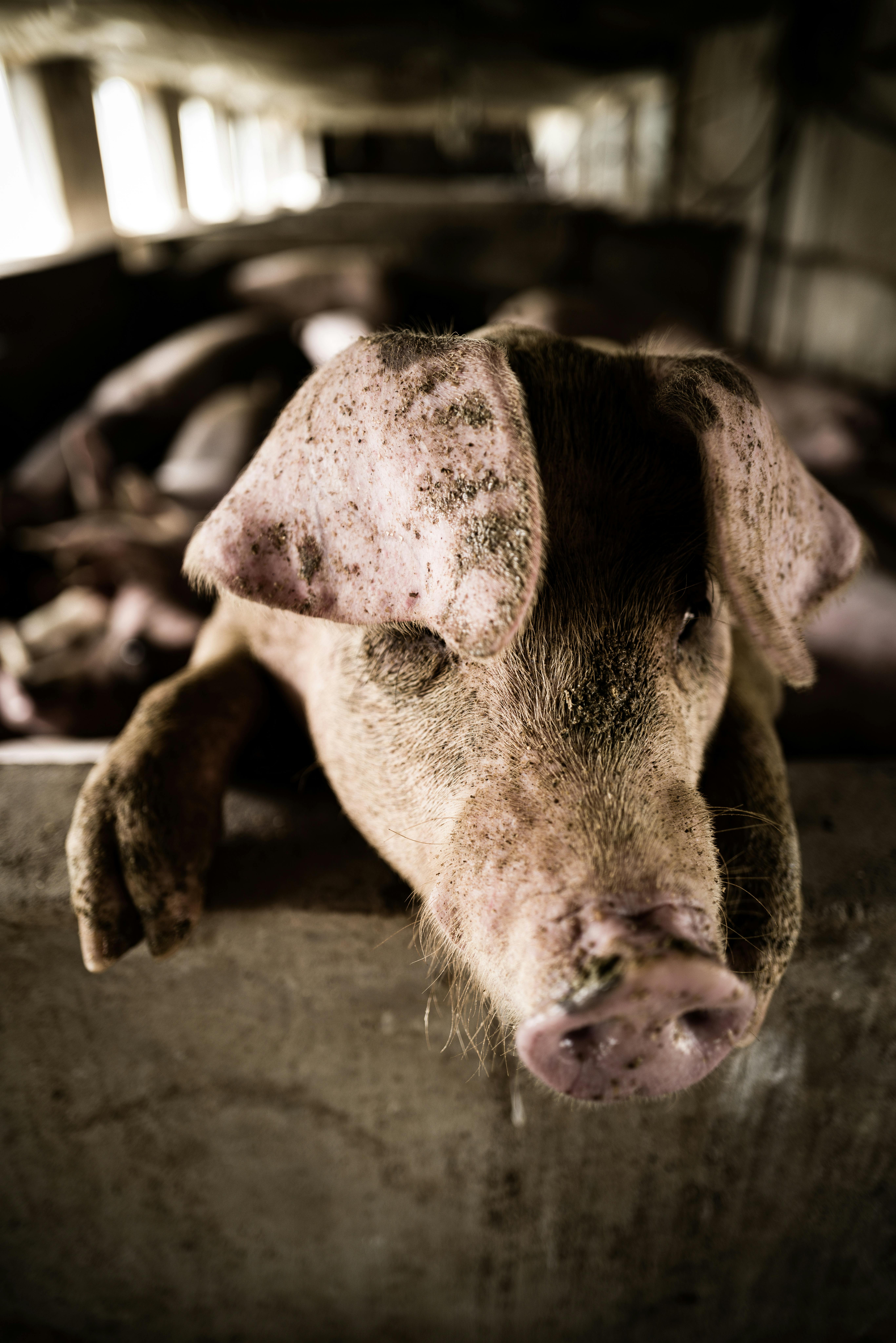 close up photo of a muddy pig