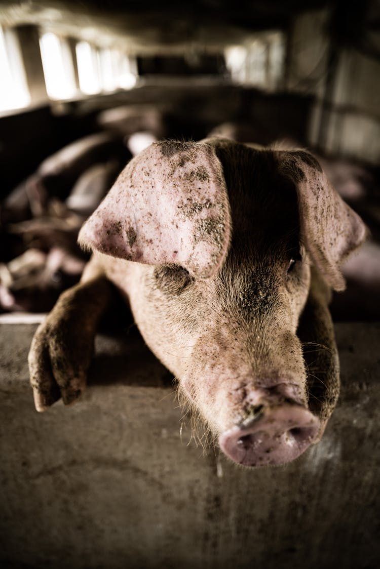 Close-up Photo Of A Muddy Pig