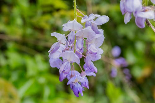 Purple Petaled Flowers in Bloom