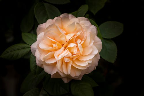 Pink and Yellow Petaled Flower