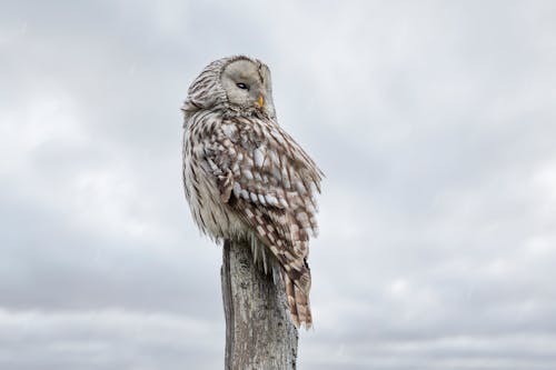 Ural Owl Perched on Wood