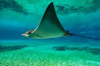 Giant Oceanic Manta Ray on Body of Water