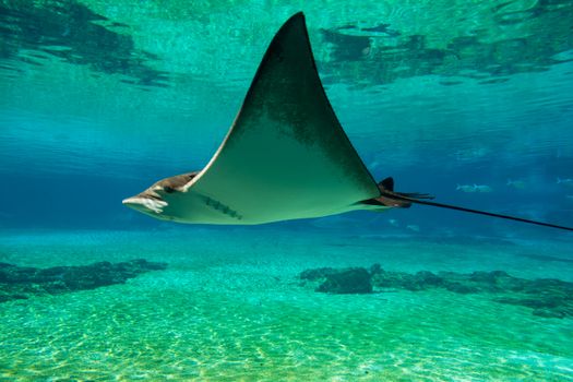 Vibrant underwater view of a manta ray gliding through clear blue waters.