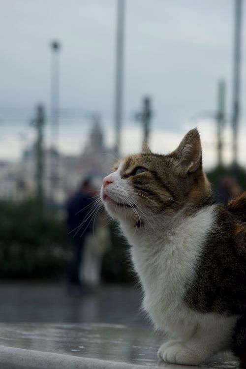 Free A cute domestic cat sitting outdoors with a blurred cityscape background. Stock Photo