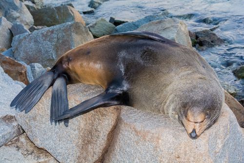 Free A seal peacefully sleeping on rocks by the ocean, showcasing wildlife tranquility. Stock Photo
